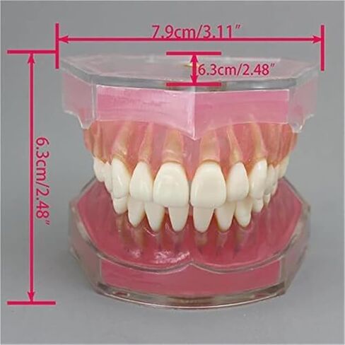 Detachable Tooth Model Standard Full Mouth Soft Rubber Adult Teaching Model in Saudi Arabia