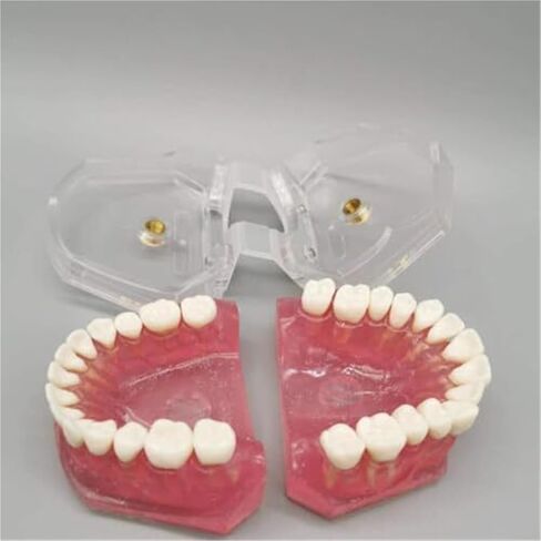 Detachable Tooth Model Standard Full Mouth Soft Rubber Adult Teaching Model in Saudi Arabia