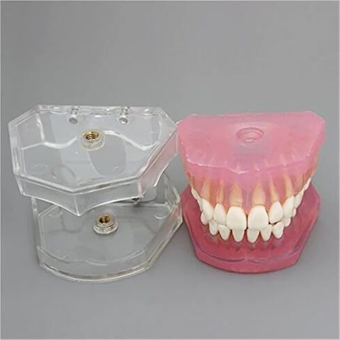 Detachable Tooth Model Standard Full Mouth Soft Rubber Adult Teaching Model in Saudi Arabia