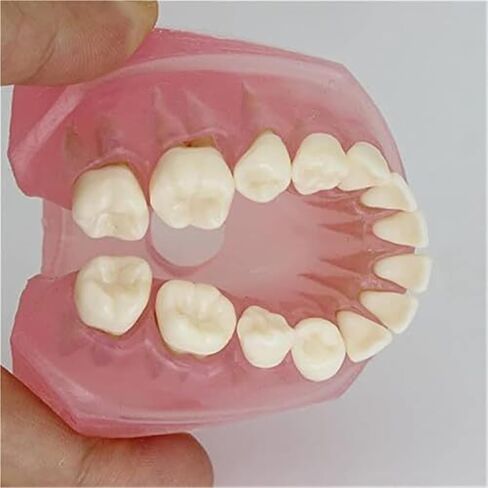 Detachable Tooth Model Standard Full Mouth Soft Rubber Adult Teaching Model in Saudi Arabia