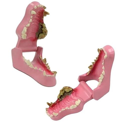 Pathological Anatomy Models for Teaching Canine Teeth, Animal Teeth, and Canine Jaw Teeth in Saudi Arabia