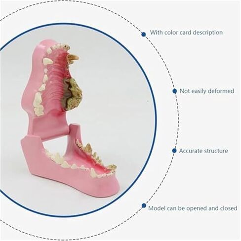 Pathological Anatomy Models for Teaching Canine Teeth, Animal Teeth, and Canine Jaw Teeth in Saudi Arabia