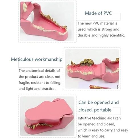 Pathological Anatomy Models for Teaching Canine Teeth, Animal Teeth, and Canine Jaw Teeth in Saudi Arabia
