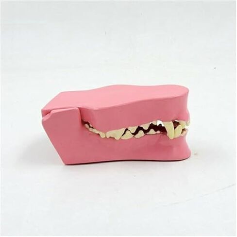 Pathological Anatomy Models for Teaching Canine Teeth, Animal Teeth, and Canine Jaw Teeth in Saudi Arabia
