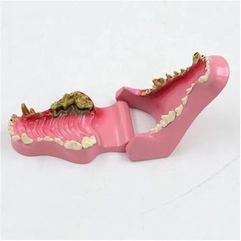 Pathological Anatomy Models for Teaching Canine Teeth, Animal Teeth, and Canine Jaw Teeth in Saudi Arabia