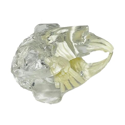 Transparent Canine Dog Cat Rabbit Teeth Skull Anatomical Model Dental Animals Oral Tooth Jaw For Veterinary Office Teaching Decoration Demonstrate (Dog Skull) in Kuwait