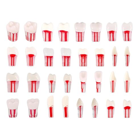 Teeth Model，32Pcs Dental Root Canal Pulp Cavity Teeth Model Dental Root Canal Pulp Cavity Practice Endodontic Pulp-Opened RCT Teeth Model for Dental Students,Root Canal，Endodontic Teeth in Kuwait
