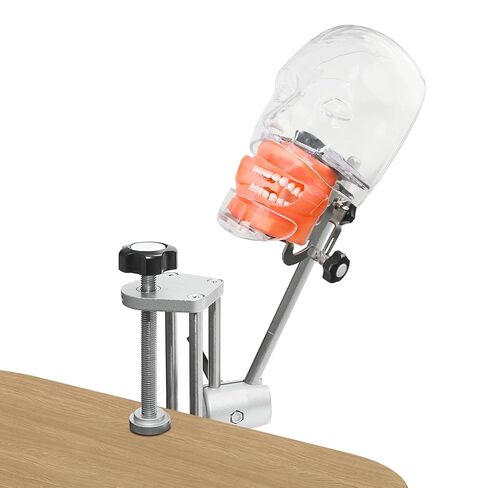 Dental Training Manikin Head with Removable Teeth, Phantom Head Model with Bench Mount, Dental Typodont Mount Fixed on Table & Face Mask for Simulation, Practice, Teaching & Demonstration Use in Kuwait