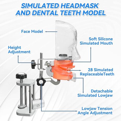Dental Training Manikin Head with Removable Teeth, Phantom Head Model with Bench Mount, Dental Typodont Mount Fixed on Table & Face Mask for Simulation, Practice, Teaching & Demonstration Use in Kuwait
