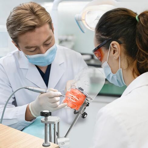 Dental Training Manikin Head with Removable Teeth, Phantom Head Model with Bench Mount, Dental Typodont Mount Fixed on Table & Face Mask for Simulation, Practice, Teaching & Demonstration Use in Kuwait