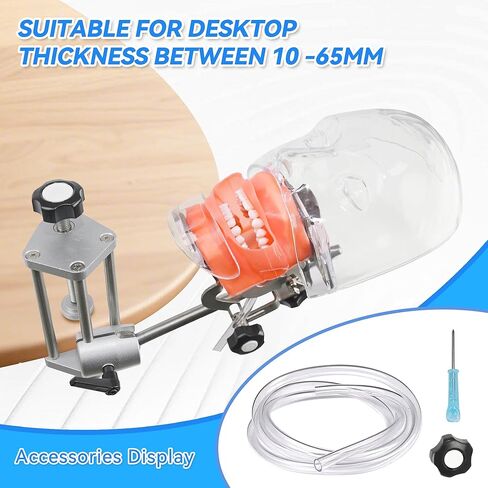 Dental Training Manikin Head with Removable Teeth, Phantom Head Model with Bench Mount, Dental Typodont Mount Fixed on Table & Face Mask for Simulation, Practice, Teaching & Demonstration Use in Kuwait