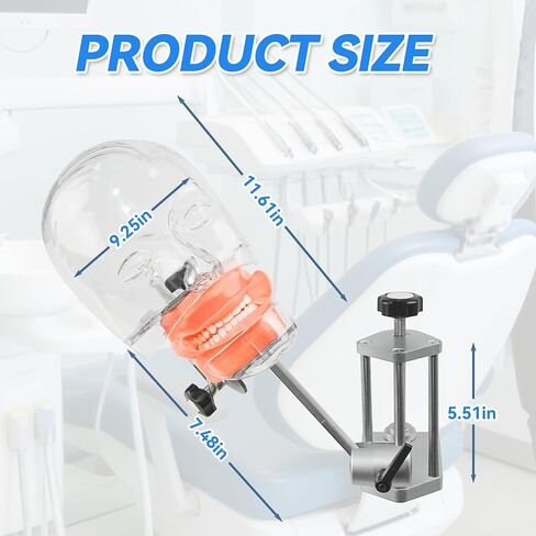 Dental Training Manikin Head with Removable Teeth, Phantom Head Model with Bench Mount, Dental Typodont Mount Fixed on Table & Face Mask for Simulation, Practice, Teaching & Demonstration Use in Kuwait