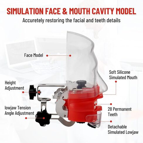 4E 4E's USA تمثال تدريب الأسنان المثبت على مقعد (28 سنًا): نموذج رأس فانتوم مع مشبك مكتب، قاعدة رأس، قناع وجه وأنبوب تصريف، مثالي للعرض والتعليم in Kuwait