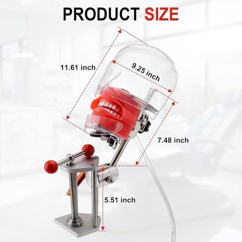 4E 4E's USA تمثال تدريب الأسنان المثبت على مقعد (28 سنًا): نموذج رأس فانتوم مع مشبك مكتب، قاعدة رأس، قناع وجه وأنبوب تصريف، مثالي للعرض والتعليم in Kuwait