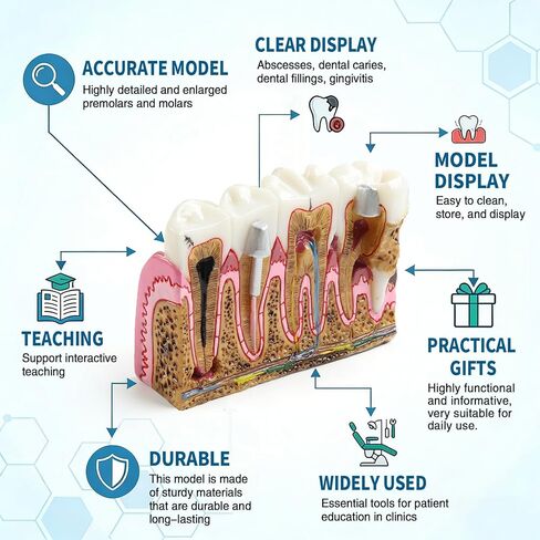 Dental Tooth Model Caries Tooth Anatomy Model Dental Problems Oral Comprehensive Teaching Teeth Model for Students in Kuwait