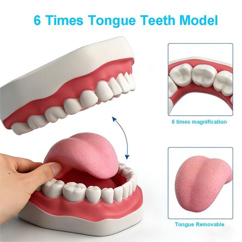 معيار طب الأسنان ست مرات نموذج الأسنان نماذج تعليم الأسنان التكبير نموذج الفم الكامل Typodont مظاهرة نموذج أسنان للأطفال وطلاب طبيب الأسنان والمريض والتعليم والدراسة والعرض in Kuwait
