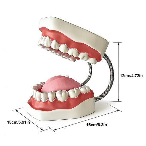 معيار طب الأسنان ست مرات نموذج الأسنان نماذج تعليم الأسنان التكبير نموذج الفم الكامل Typodont مظاهرة نموذج أسنان للأطفال وطلاب طبيب الأسنان والمريض والتعليم والدراسة والعرض in Kuwait
