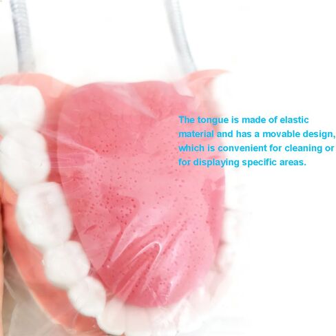 معيار طب الأسنان ست مرات نموذج الأسنان نماذج تعليم الأسنان التكبير نموذج الفم الكامل Typodont مظاهرة نموذج أسنان للأطفال وطلاب طبيب الأسنان والمريض والتعليم والدراسة والعرض in Kuwait