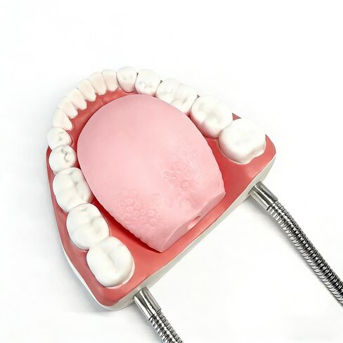 معيار طب الأسنان ست مرات نموذج الأسنان نماذج تعليم الأسنان التكبير نموذج الفم الكامل Typodont مظاهرة نموذج أسنان للأطفال وطلاب طبيب الأسنان والمريض والتعليم والدراسة والعرض in Kuwait