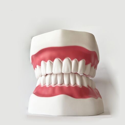معيار طب الأسنان ست مرات نموذج الأسنان نماذج تعليم الأسنان التكبير نموذج الفم الكامل Typodont مظاهرة نموذج أسنان للأطفال وطلاب طبيب الأسنان والمريض والتعليم والدراسة والعرض in Kuwait