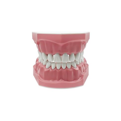 Dental Teeth Typodont Model, YOUYA DENTAL Teeth Model for Brushing Flossing Practice Teeth Typodonts Demonstration Gingiva Visible Anatomic Demonstration Teaching Studying (1:1 Standard Size) in Kuwait
