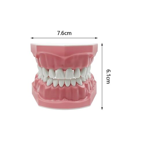 Dental Teeth Typodont Model, YOUYA DENTAL Teeth Model for Brushing Flossing Practice Teeth Typodonts Demonstration Gingiva Visible Anatomic Demonstration Teaching Studying (1:1 Standard Size) in Kuwait