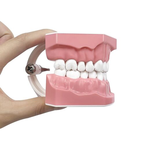 Dental Teeth Typodont Model, YOUYA DENTAL Teeth Model for Brushing Flossing Practice Teeth Typodonts Demonstration Gingiva Visible Anatomic Demonstration Teaching Studying (1:1 Standard Size) in Kuwait