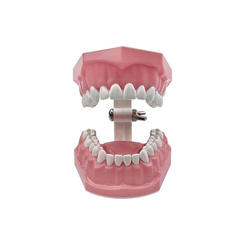 Dental Teeth Typodont Model, YOUYA DENTAL Teeth Model for Brushing Flossing Practice Teeth Typodonts Demonstration Gingiva Visible Anatomic Demonstration Teaching Studying (1:1 Standard Size) in Kuwait