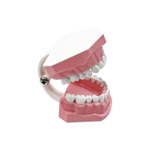 Dental Teeth Typodont Model, YOUYA DENTAL Teeth Model for Brushing Flossing Practice Teeth Typodonts Demonstration Gingiva Visible Anatomic Demonstration Teaching Studying (1:1 Standard Size) in Kuwait