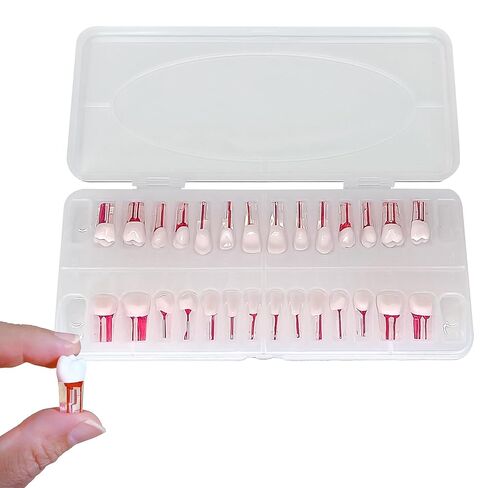28PCS Dental RCT Root Canal Practice Model | Full-Mouth Typodont Kit | Each Tooth Position Drill for Dental Students & Training Facilities in Kuwait