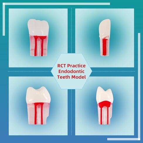 28PCS Dental RCT Root Canal Practice Model | Full-Mouth Typodont Kit | Each Tooth Position Drill for Dental Students & Training Facilities in Kuwait