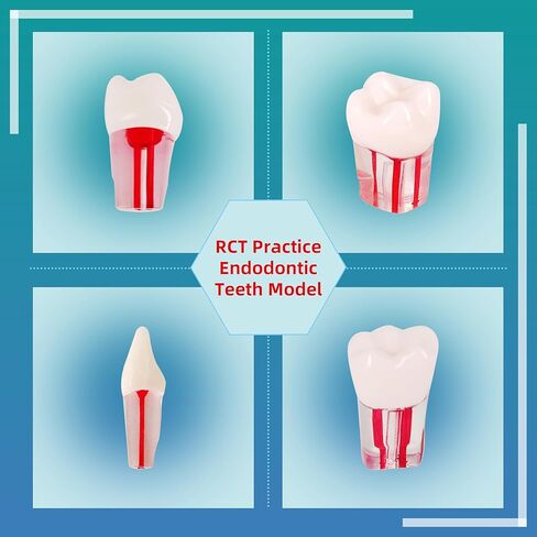 28PCS Dental RCT Root Canal Practice Model | Full-Mouth Typodont Kit | Each Tooth Position Drill for Dental Students & Training Facilities in Kuwait