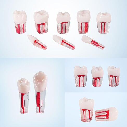 28PCS Dental RCT Root Canal Practice Model | Full-Mouth Typodont Kit | Each Tooth Position Drill for Dental Students & Training Facilities in Kuwait
