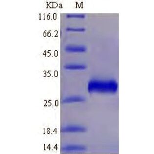 MyBioSource كتالوج المنتج