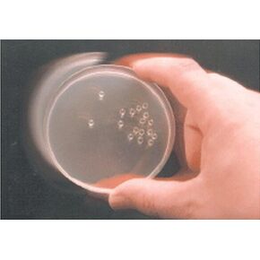 EMD ميليبور 71013-4 خرزة طلاء كوليرولرز (عبوة من 5 قطع) in Kuwait