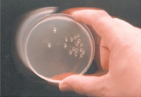 EMD ميليبور 71013-4 خرزة طلاء كوليرولرز (عبوة من 5 قطع) in Kuwait