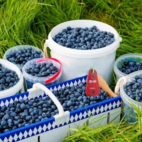 أداة قياس فرجار دقيقة لقياس قطر الكرز والتوت والفواكه الصغيرة - مسطرة الفاكهة للمطبخ وأسواق المزارعين in Saudi Arabia
