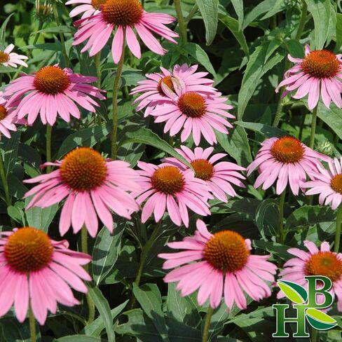 Herb To Body Echinacea Purpurea Tops Powder | Echinacea Purpurea | Wildcrafted | 4oz in Saudi Arabia