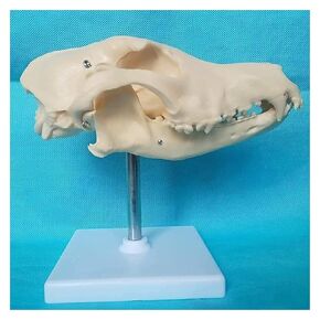 Canine Natural Bone Anatomy Model - Skull Animal Head Medical Skeleton for Veterinary Medicine Teaching in Kuwait