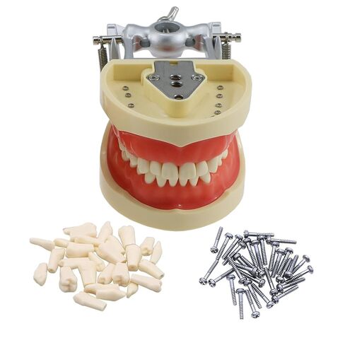 Typodont Teeth Model Standard with 32 Removable Teeth Compatible Kilgore Nissin 200 Type Soft Gum for Dental Teaching Practice (M8025 replacement teeth) in Kuwait