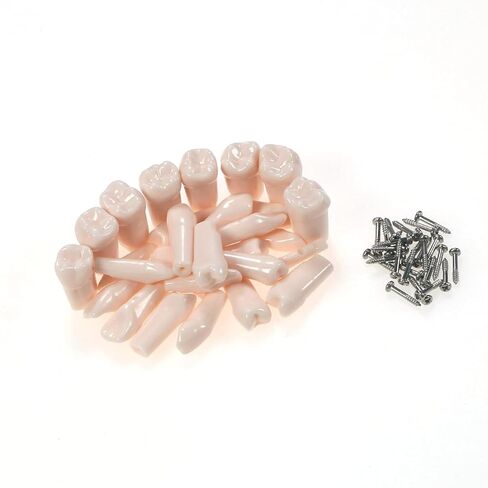 Dental Typodont Teeth Model 28 32 Removable Teeth Compatible with Kilgore Nissin for Dental Practice and Teaching Study (32) in Kuwait