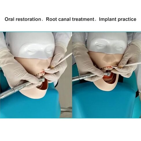 Dental Teaching Head Model, Simulator, Training with Shoulder Body, for Dentist in Saudi Arabia