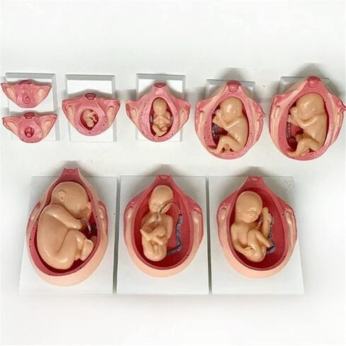 Pregnancy and Embryonic Development, Teaching Model, Formation and Process, Family Planning, Embryo in Saudi Arabia
