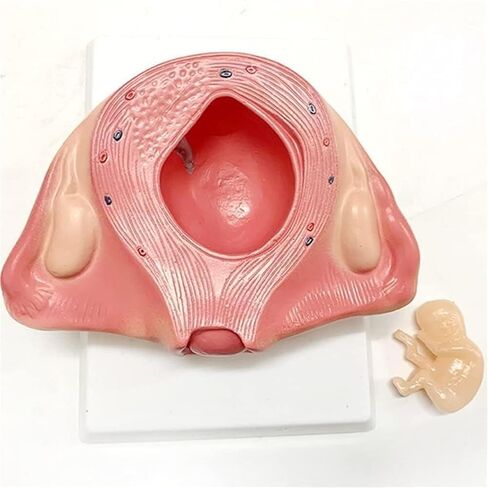 Pregnancy and Embryonic Development, Teaching Model, Formation and Process, Family Planning, Embryo in Saudi Arabia