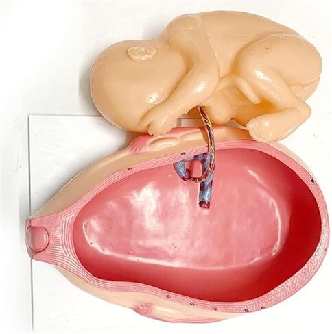 Pregnancy and Embryonic Development, Teaching Model, Formation and Process, Family Planning, Embryo in Saudi Arabia