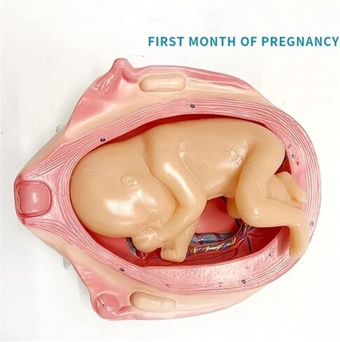 Pregnancy and Embryonic Development, Teaching Model, Formation and Process, Family Planning, Embryo in Saudi Arabia