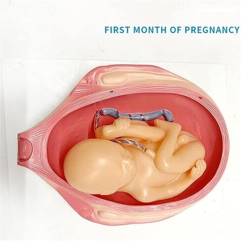 Pregnancy and Embryonic Development, Teaching Model, Formation and Process, Family Planning, Embryo in Saudi Arabia
