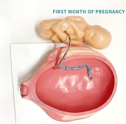 Pregnancy and Embryonic Development, Teaching Model, Formation and Process, Family Planning, Embryo in Saudi Arabia