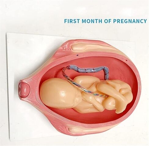 Pregnancy and Embryonic Development, Teaching Model, Formation and Process, Family Planning, Embryo in Saudi Arabia