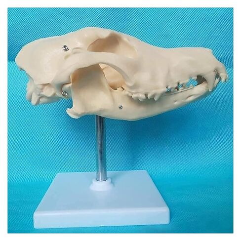 Canine Natural Bone Anatomy Model - Skull Animal Head Medical Skeleton for Veterinary Medicine Teaching in Saudi Arabia